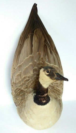 Unusual Taxidermy Wall Mounted Canadian Goose