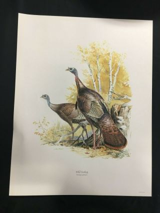 Ned Smith Italian Bird Painting " Wild Turkey: Meleagris Gallopavo "