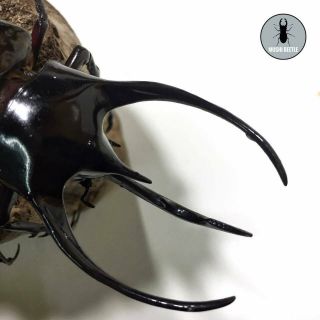 LIVE Rhino Beetle • Three Horns Rhino Beetle - Chalcosoma Caucasus,  Larvae 2