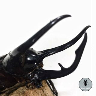 LIVE Rhino Beetle • Three Horns Rhino Beetle - Chalcosoma Caucasus,  Larvae 3