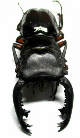001 Pa : Lucanidae: Odontolabis Imperialis Komorii Male 68.  5mm