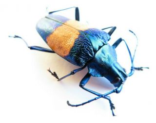 Cerambycidae/ Prioninae/ Charmallaspis Pyrodes Sp 32mm Special Beetle Peru