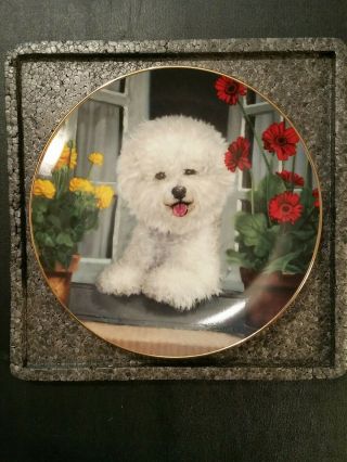 Danbury,  " A Perfect View " By Michele Amatrula Bichons Frise Collector Plate