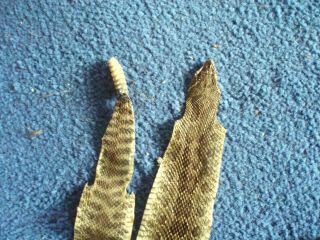 Rattlesnake Skin Prairie Rattler Hide Soft Tanned Bow Wrap Blanks Art 42 Inch R4