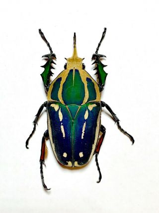 Big Mecynorrhina Ugandensis,  69mm.  Male Blue/green Color (breeding) 048