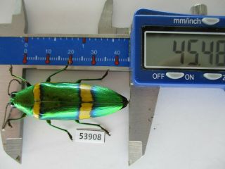 53908 Buprestidae,  Chrysochroa Sp.  Vietnam S
