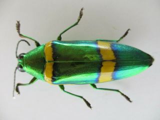 53908 Buprestidae,  Chrysochroa sp.  Vietnam S 2