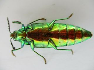 53908 Buprestidae,  Chrysochroa sp.  Vietnam S 3