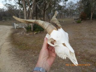 Nanny Goat Skull With Even Horns Taxidermy Hunting Gothic Bone Crafts
