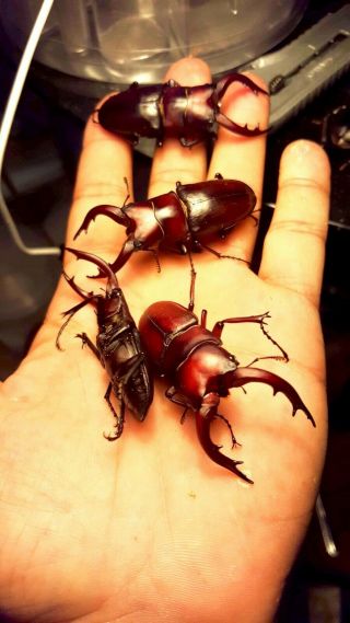Stag Beetle Spawning And Breeding Substrate 2 Gallon Pack - - - - God 
