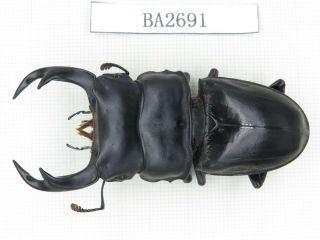 Beetle.  Dorcus Sp.  Myanmar,  Kechin,  Nanse.  1m.  Ba2691.