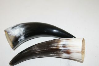 2 Cow Horn Tips.  02a86.  Natural Colored,  Polished Cow Horns. , .