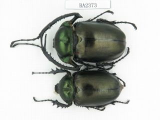 Beetle.  Cheirotonus Jansoni Ssp.  China,  Guangdong,  Mt.  Naning.  1p.  Ba2373.
