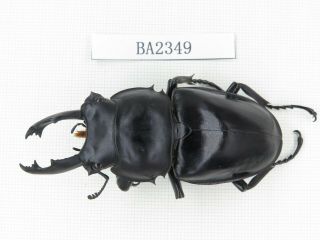 Beetle.  Neolucanus Sp.  China,  Guangdong,  Mt.  Naning.  1m.  Ba2349.