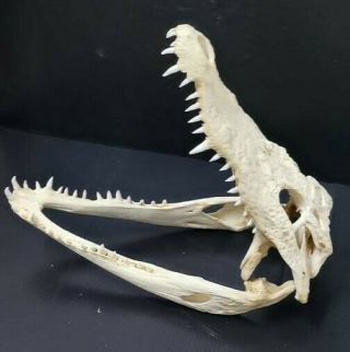 100 Real Crocodile Alligator Skull Taxidermy White Head Skeleton12” Hh5 Htf