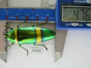 53920 Buprestidae,  Chrysochroa Sp.  Vietnam S