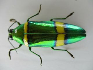 53920 Buprestidae,  Chrysochroa sp.  Vietnam S 2