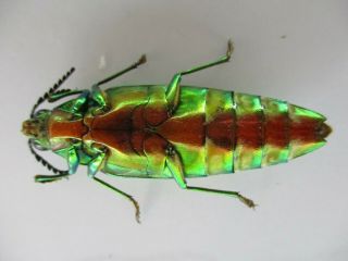 53920 Buprestidae,  Chrysochroa sp.  Vietnam S 3