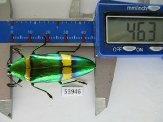 53946 Buprestidae,  Chrysochroa Sp.  Vietnam S