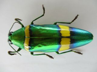 53946 Buprestidae,  Chrysochroa sp.  Vietnam S 2