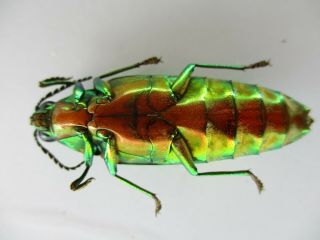 53946 Buprestidae,  Chrysochroa sp.  Vietnam S 3