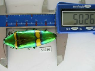 53936 Buprestidae,  Chrysochroa Sp.  Vietnam S