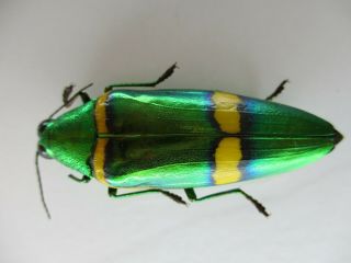 53936 Buprestidae,  Chrysochroa sp.  Vietnam S 2