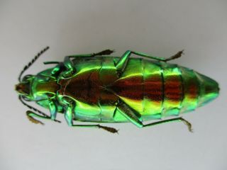53936 Buprestidae,  Chrysochroa sp.  Vietnam S 3