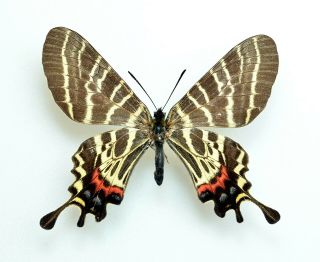 Lepidoptera Bhutanitis Mansfieldi Ssp.  From Yunnan