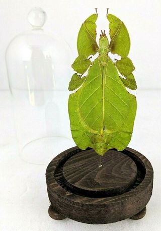 O58b Taxidermy Entomology Leaf Bug Phyllium Bioculatum Glass Dome Display Specmn
