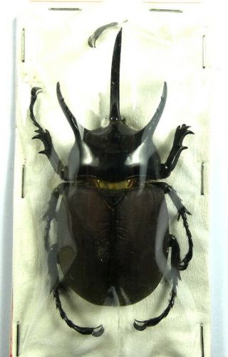 Beetles,  (2235),  Dynastidae,  Beckius Beccarii Koletta,  Male