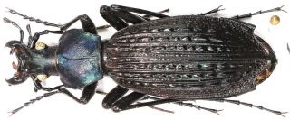 22.  Carabidae - Carabus (apotomopterus) Yuae Ssp.  Arlequinus.  Female