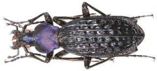 21.  Carabidae - Carabus (apotomopterus) Hector Ssp.  Spectabilipennis.  Female