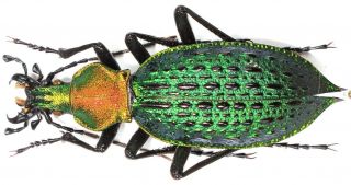 2.  Carabidae - Carabus (coptolabrus) Saturatus Ssp.  Pullus.  Female,  Imature