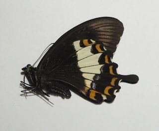 Papilionidae.  Papilio Fuscus Beccarii.  Bintuni.  West Papua (21)