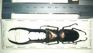 Cyclommatus Metallifer Finae 92mm From Peleng Indonesia