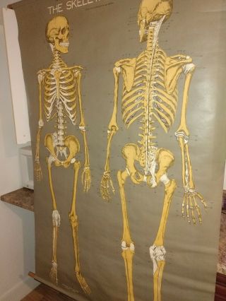 Nystrom /froshe Human Skeletal System Anatomical Wall Chart.  Vintage 64 X 42