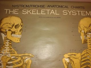 Nystrom /Froshe Human Skeletal System Anatomical Wall Chart.  Vintage 64 x 42 2