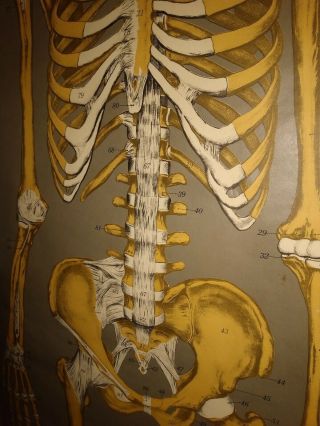 Nystrom /Froshe Human Skeletal System Anatomical Wall Chart.  Vintage 64 x 42 3