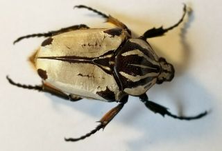 Cetonidae Goliathus G Quadrimaculatus Cameroon Female 58mm Goliath Beetle Insect