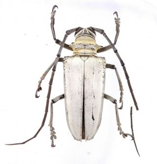 Rosenbergia Vetusta Cerambycidae 49mm From Jayapura Province Papua Indonesi Rare