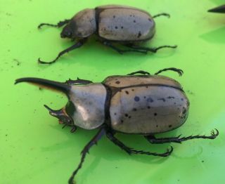 Coleoptera Scarabaeidae Dynastes Granti Rhinoceros Beetles Dead Insect Pair