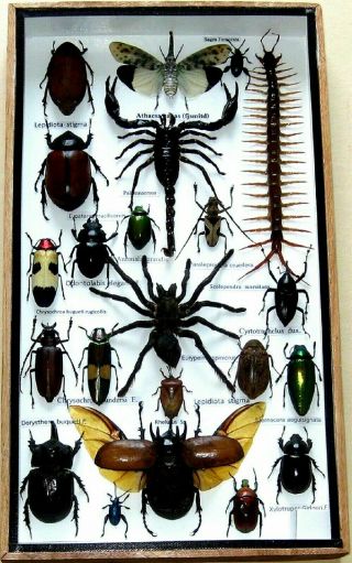 22 Real Mounted Beetle Boxed Rare Insect Display Taxidermy Entomology Zoology