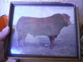 Vintage Photo/photograph Prize Bull,  Diplomate,  Historic Limousin