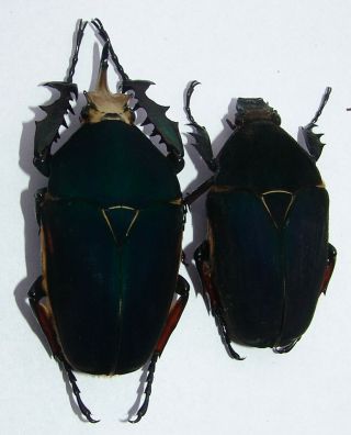 Mecynorrhina Ugandensis,  Male A 69 Mm,  Female A 54 Mm