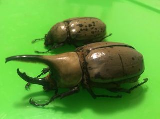 Arizona Dynastes Granti Hercules Beetle Scarab Insects Dead Specimens
