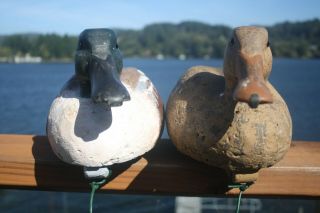2 - Shoveller Duck decoys by Ron Saylor of Florence,  Oregon,  Worth Mathewson rig. 2