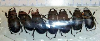 Lucanidae Pseudolucanus Lucanus Mazama Set 5 M 