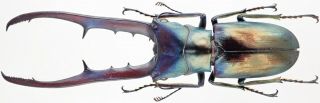 Insect - Lucanidae Cyclommatus Metallifer Finae - Peleng - Male 78mm.