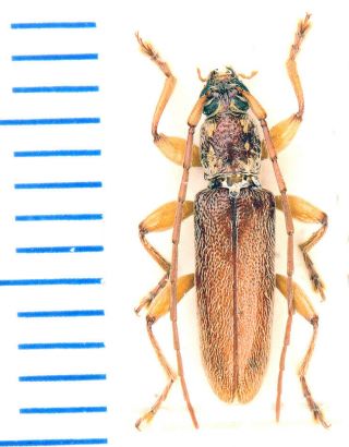 Cerambycidae Mauritius 9 Ceresium Unicolor,  - 10 - Mm